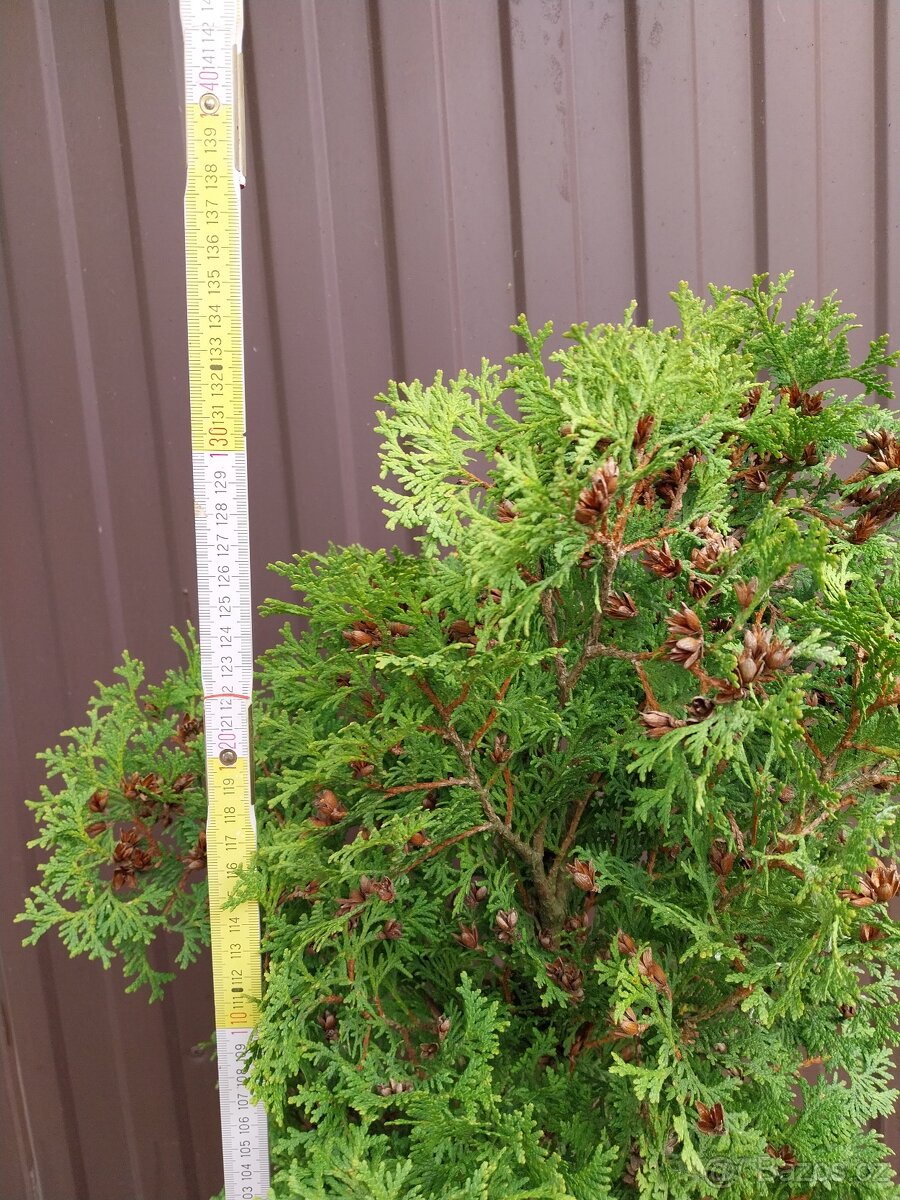 Prodám Thuja occidentalis ´Holmstrup´,zerav, tůje,živý plot - 2