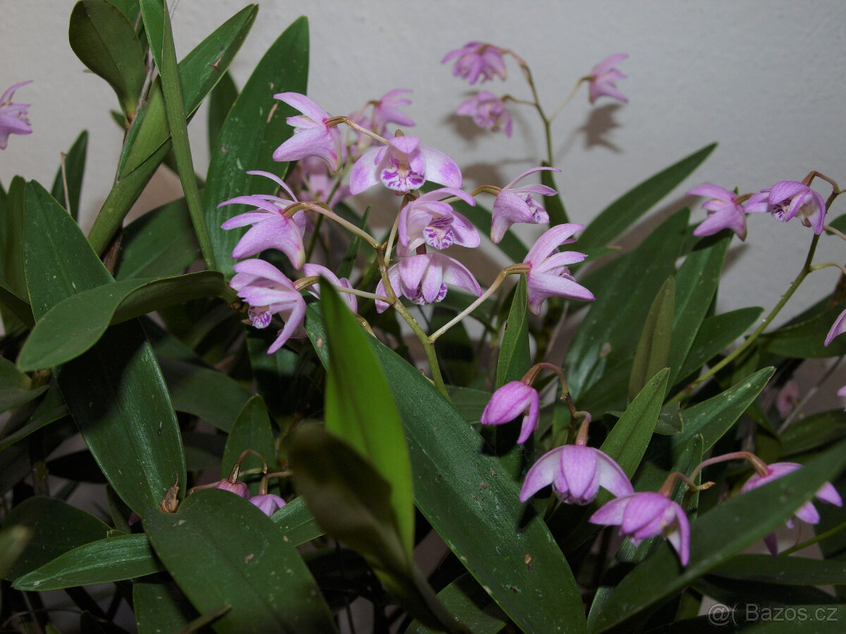 Dendrobium kingianum - 2