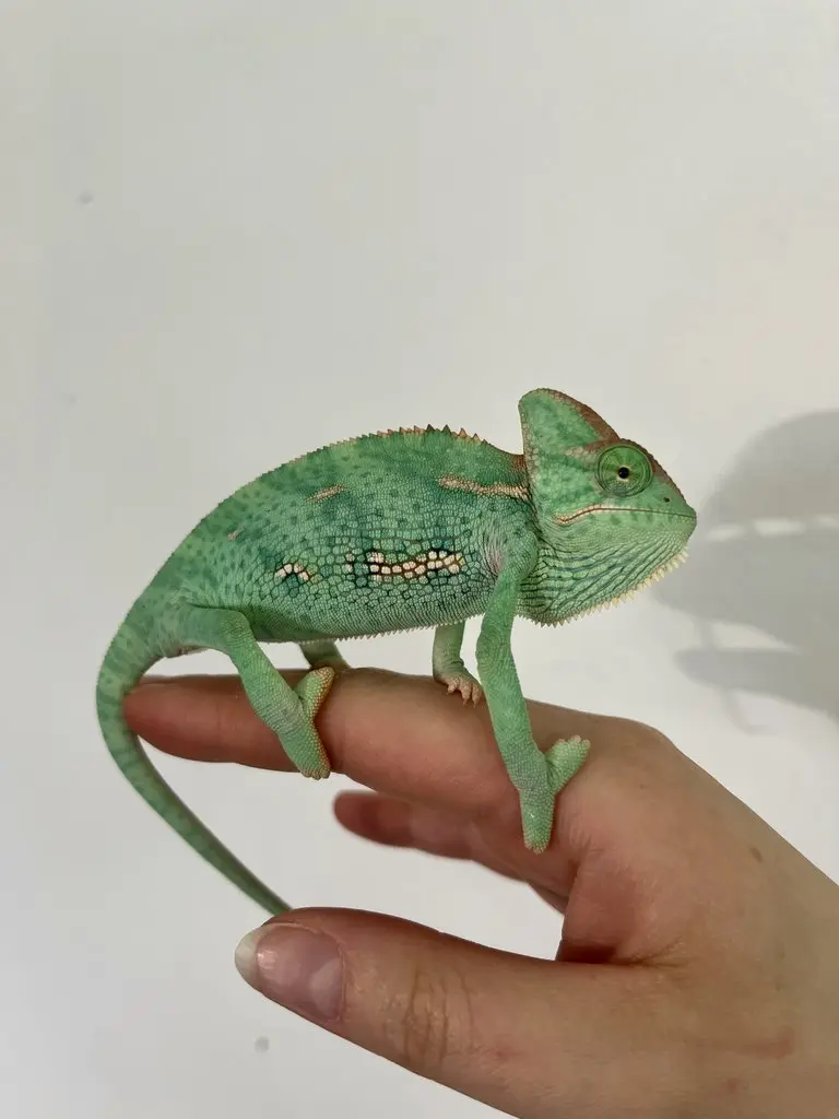 Chameleon jemenský - 2