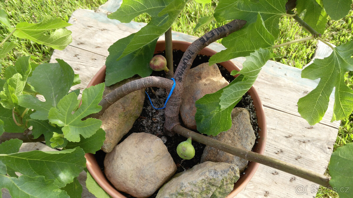 Fíkovník - Ficus carica "VIOLETTE DAUPHINE" - 2