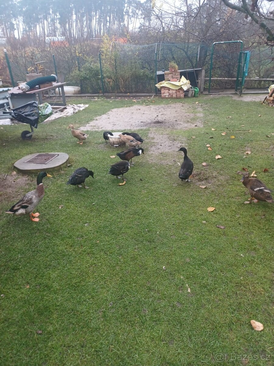 Indičtí běžci - 2