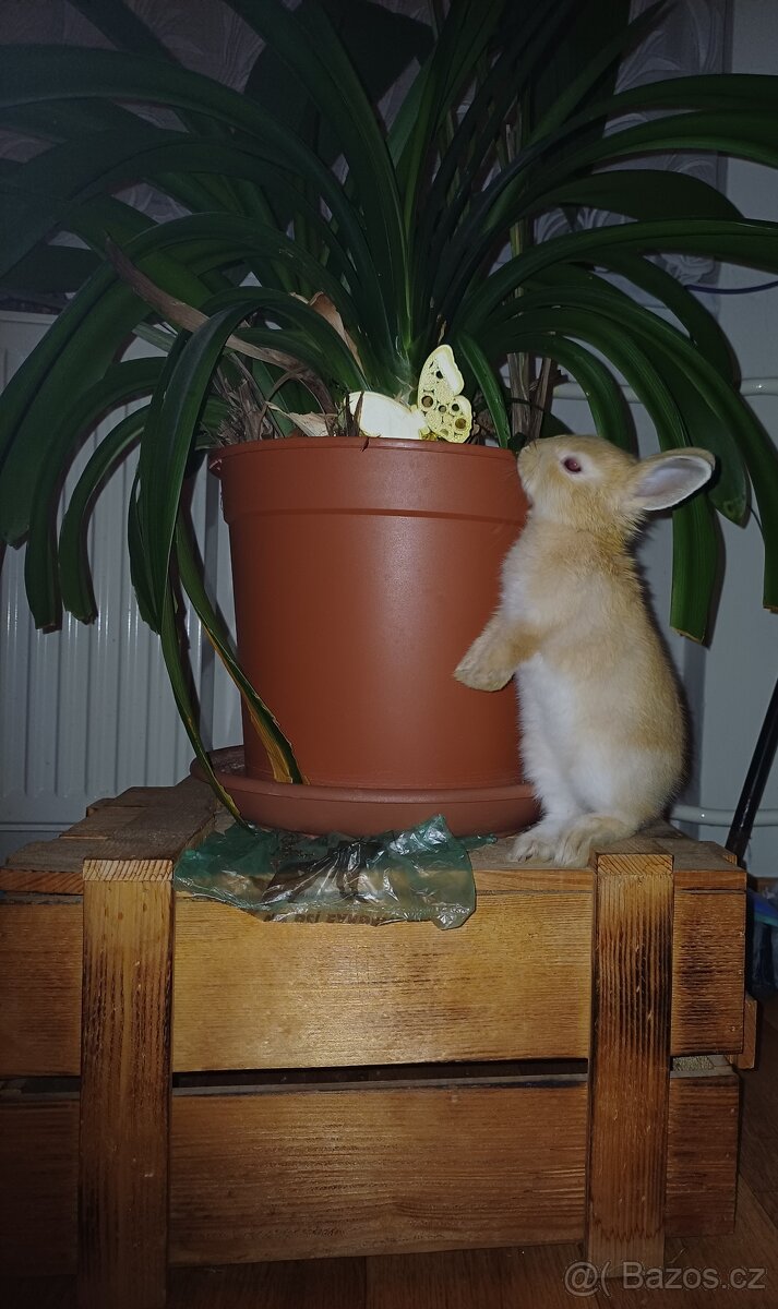 Zakrslí králík. - 2