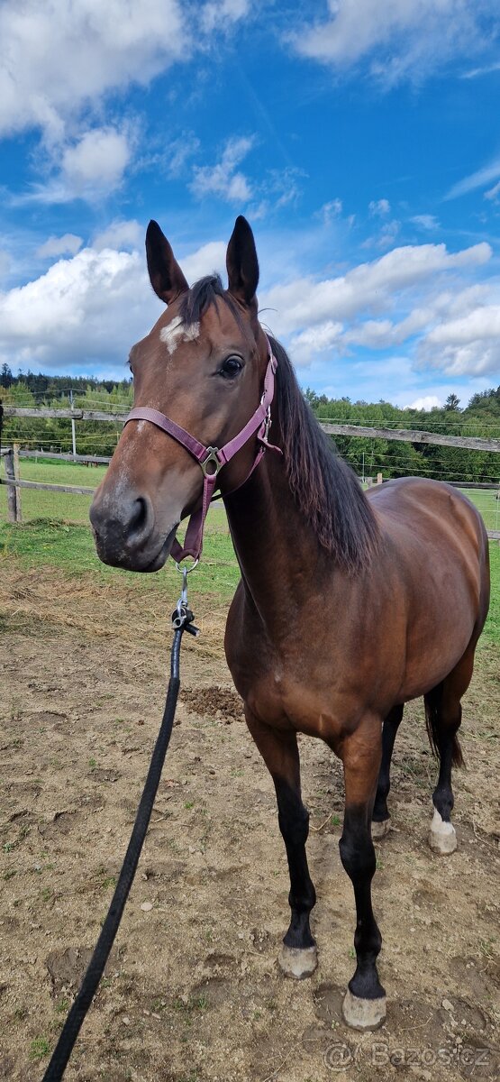 sedmiletá klisna - 2