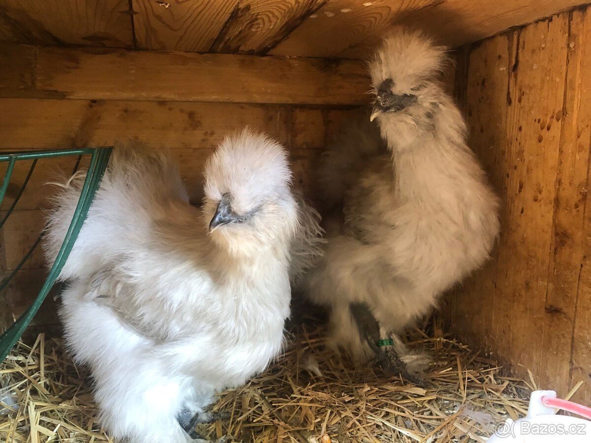 Kuřata hedvábničky velké vousaté - 2
