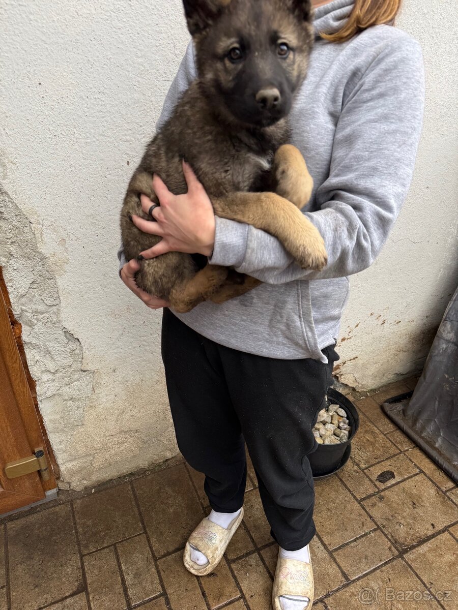 Německý ovčák štěně - 2