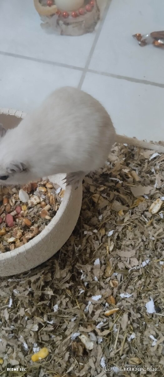 DARUJEME PÍSKOMILA - 2