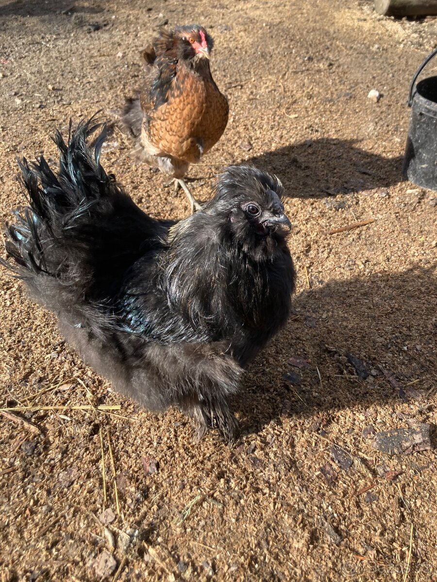 Kohout hedvabnicka - 2