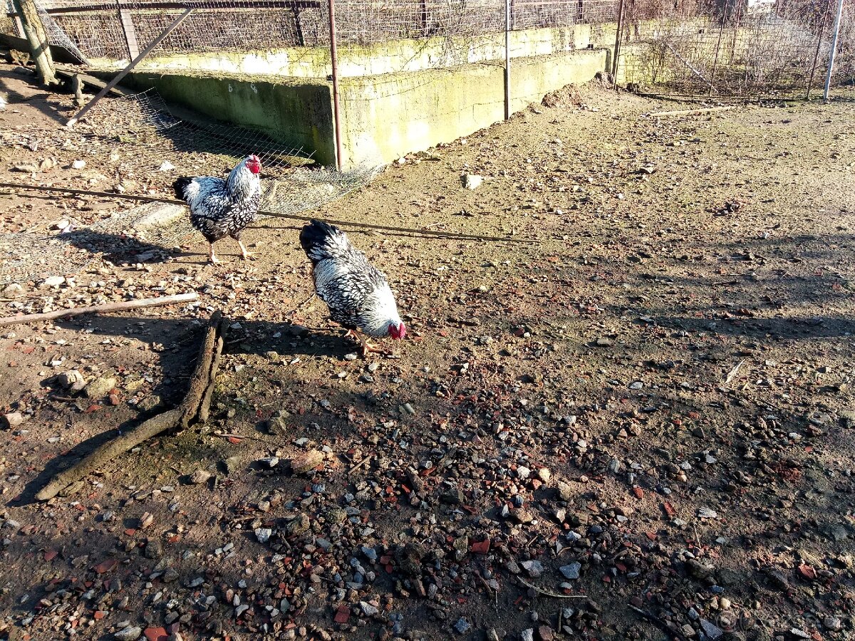 Wyandotka velká - 2