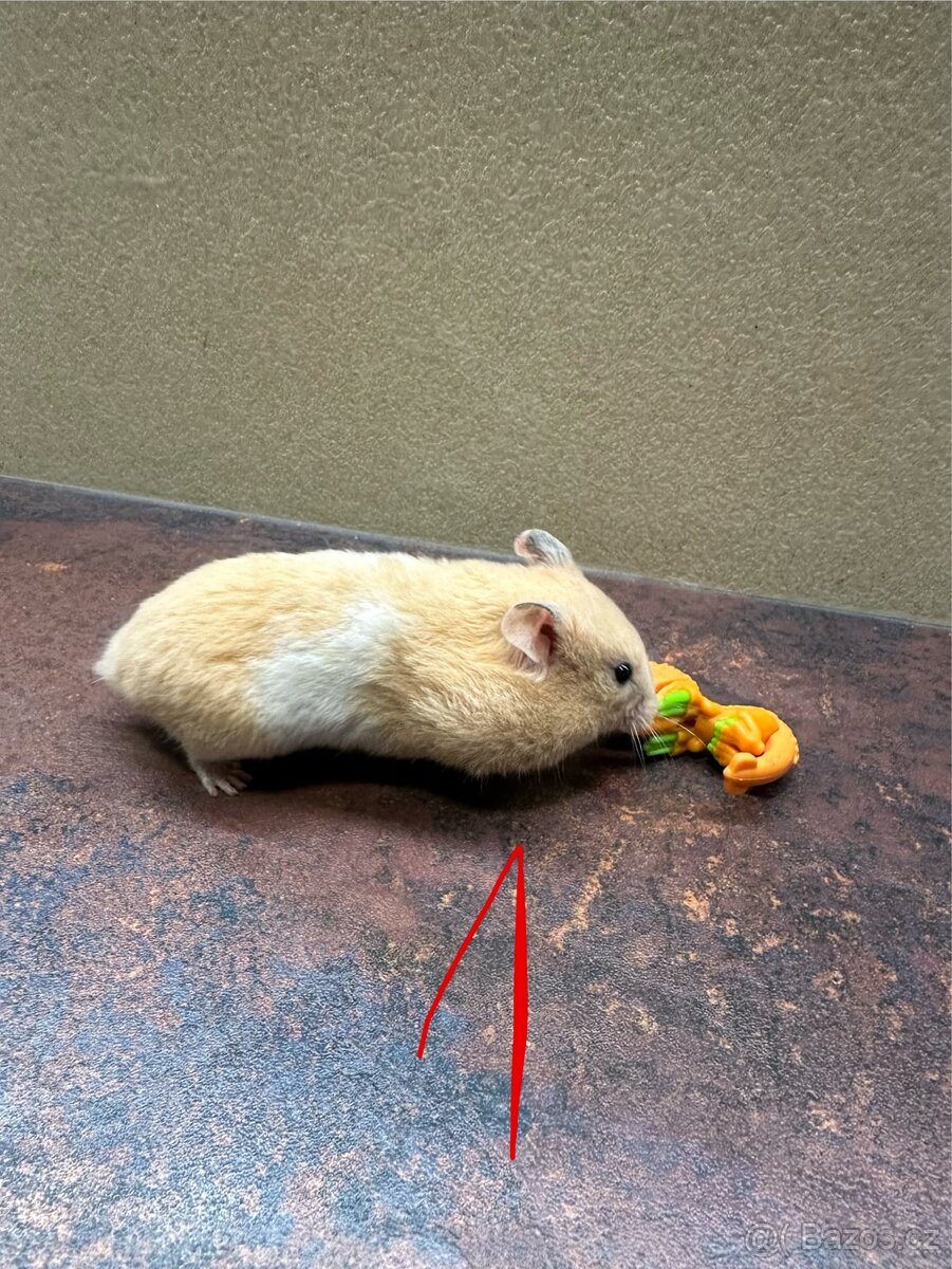 Křeček zlatý, syrský - 2