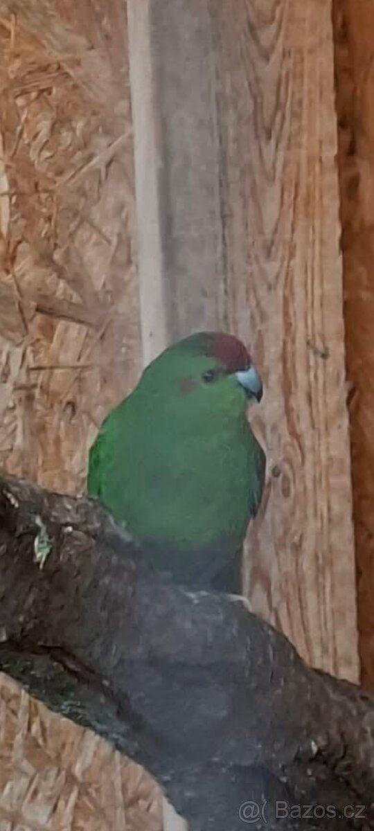 Kakariky rudočelí - 2