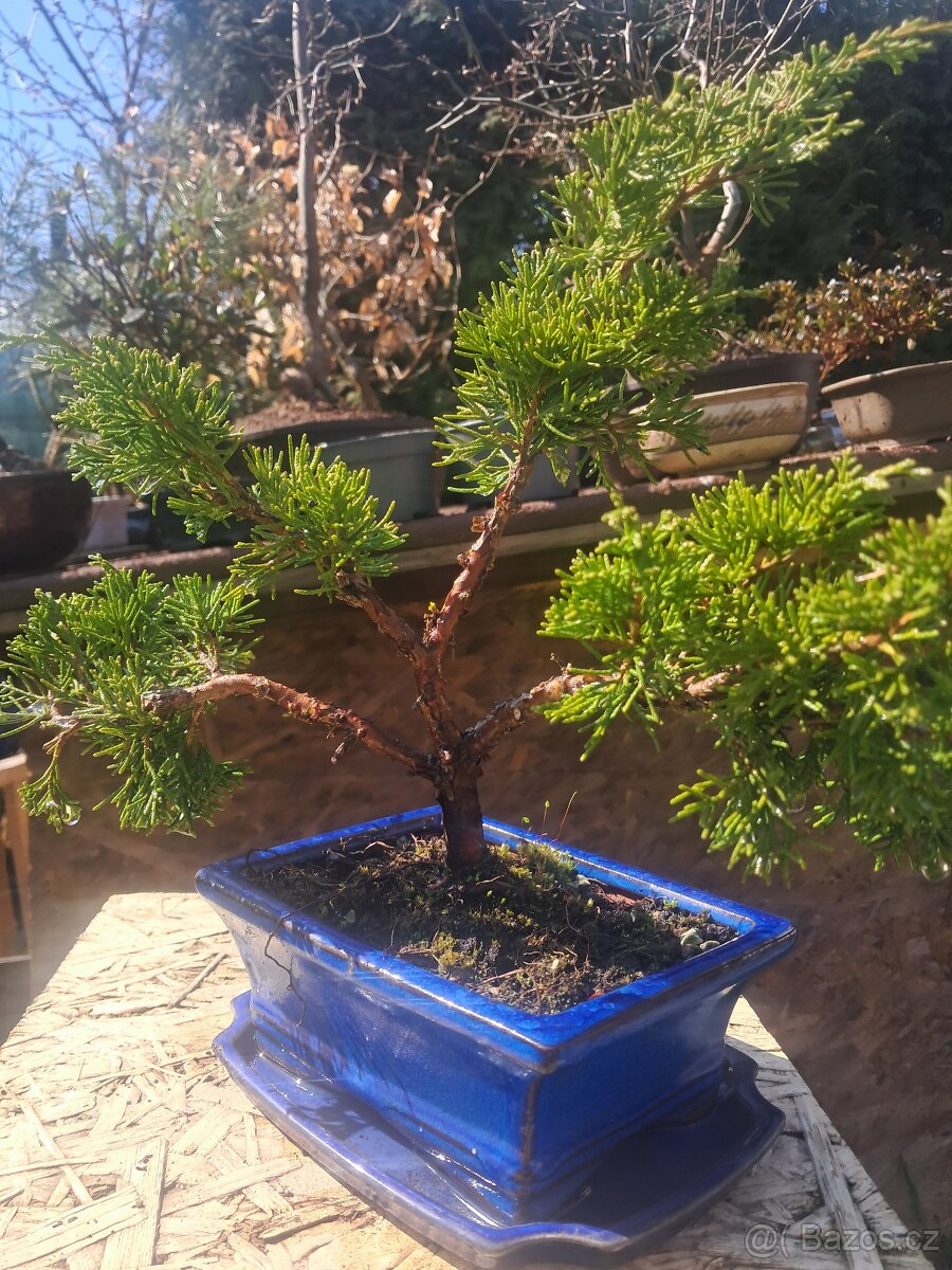 Bonsaj, bonsai Jalovec - 2