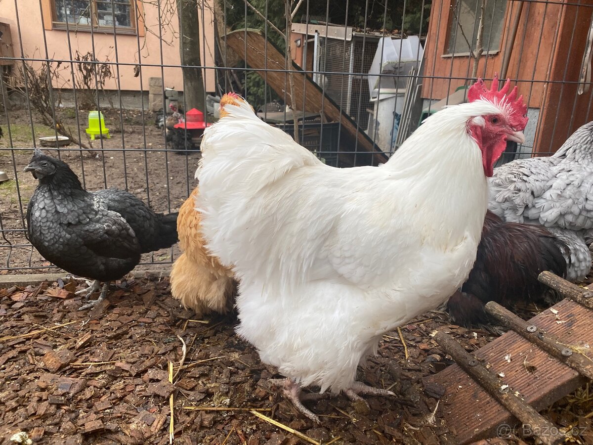 Orpingtonka velká bílá chovný kmen - 2