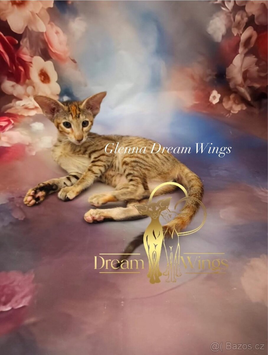 Orientální kočka s PP Glenna - 2