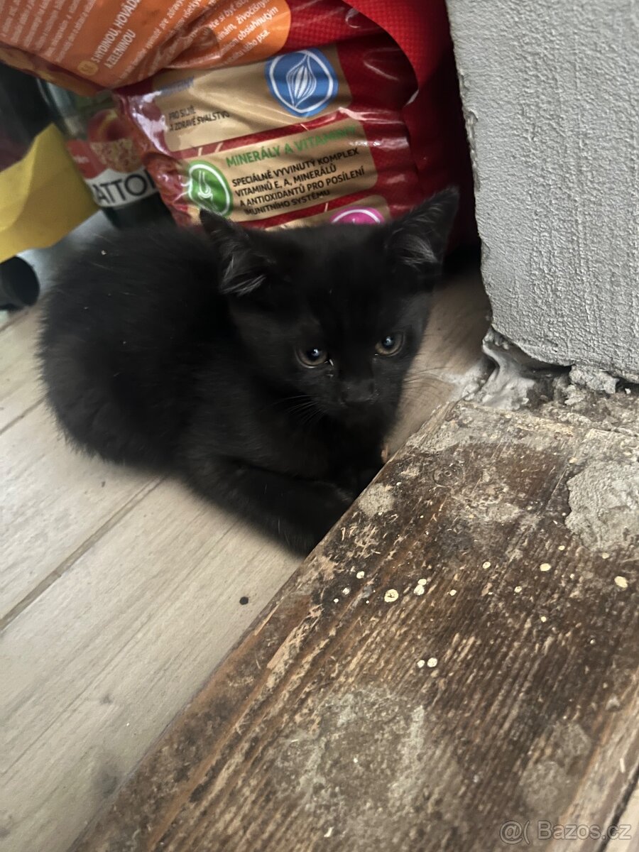 Daruji kočičku - 2