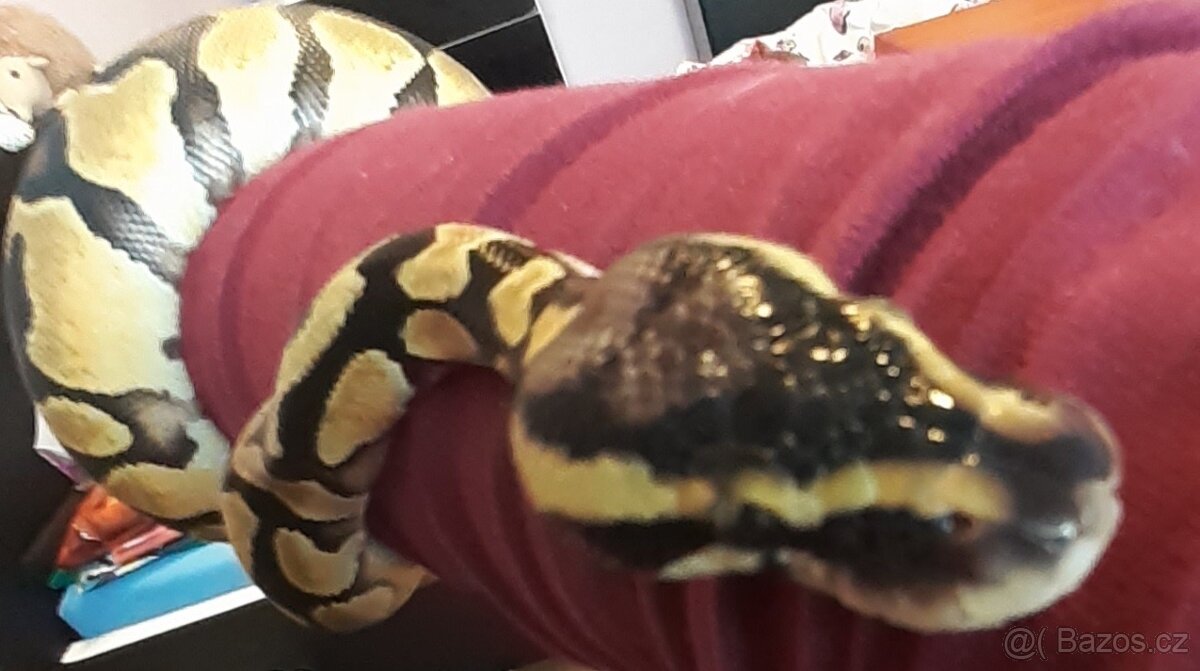 Krajta královská - python regius - 2