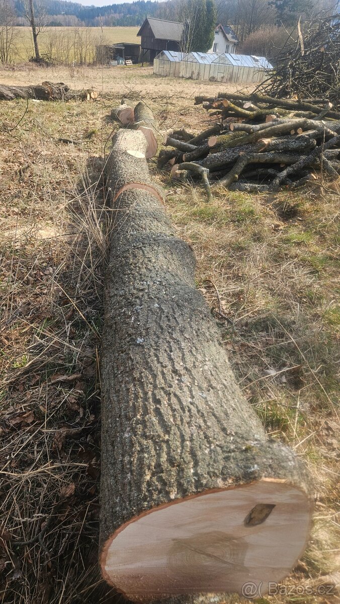 Třešeň, Jasan = kmen - 2