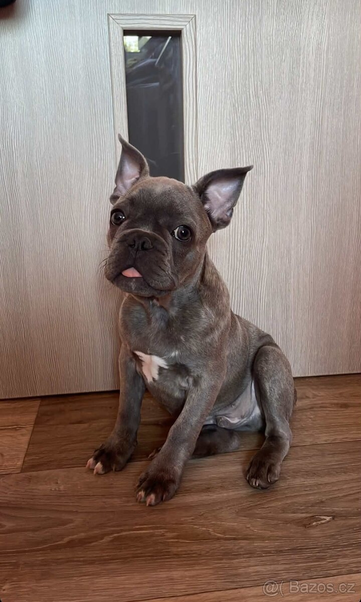 Francouzský buldoček bez PP🐾 - 2