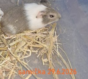 Mladá morčátka hledají domov - 2