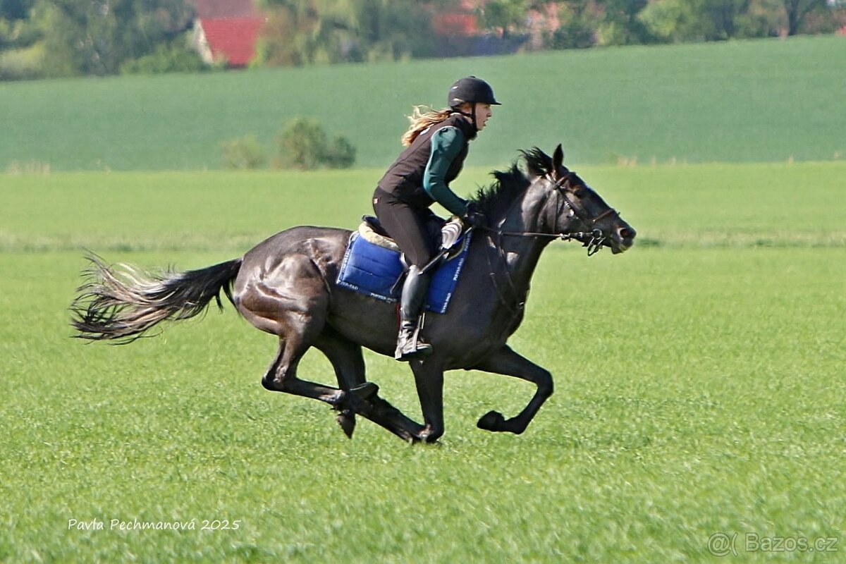 Klisna A1/1 - 2