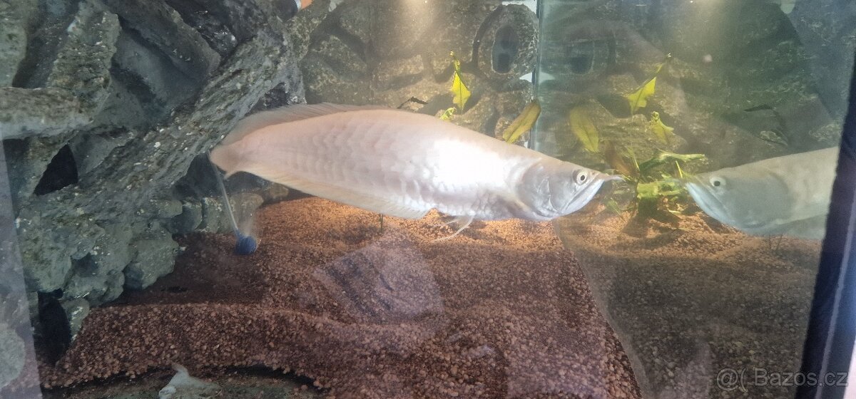 Arowana - 2