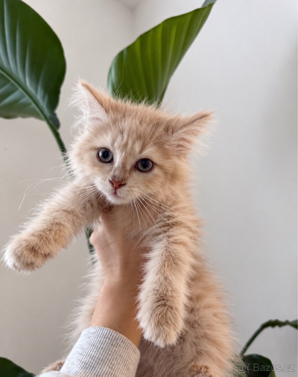 Mainská mývalí X Ragdoll - 2