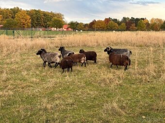 PRODÁM JEHŇATA - 2