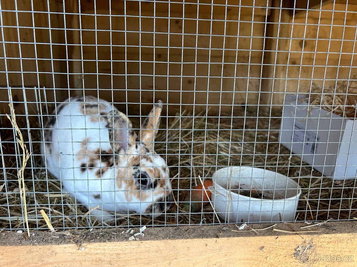 Temer nová velká králíkárna 4K - 2
