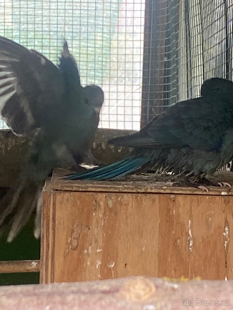 Kakariki modrý a modré straky - 2