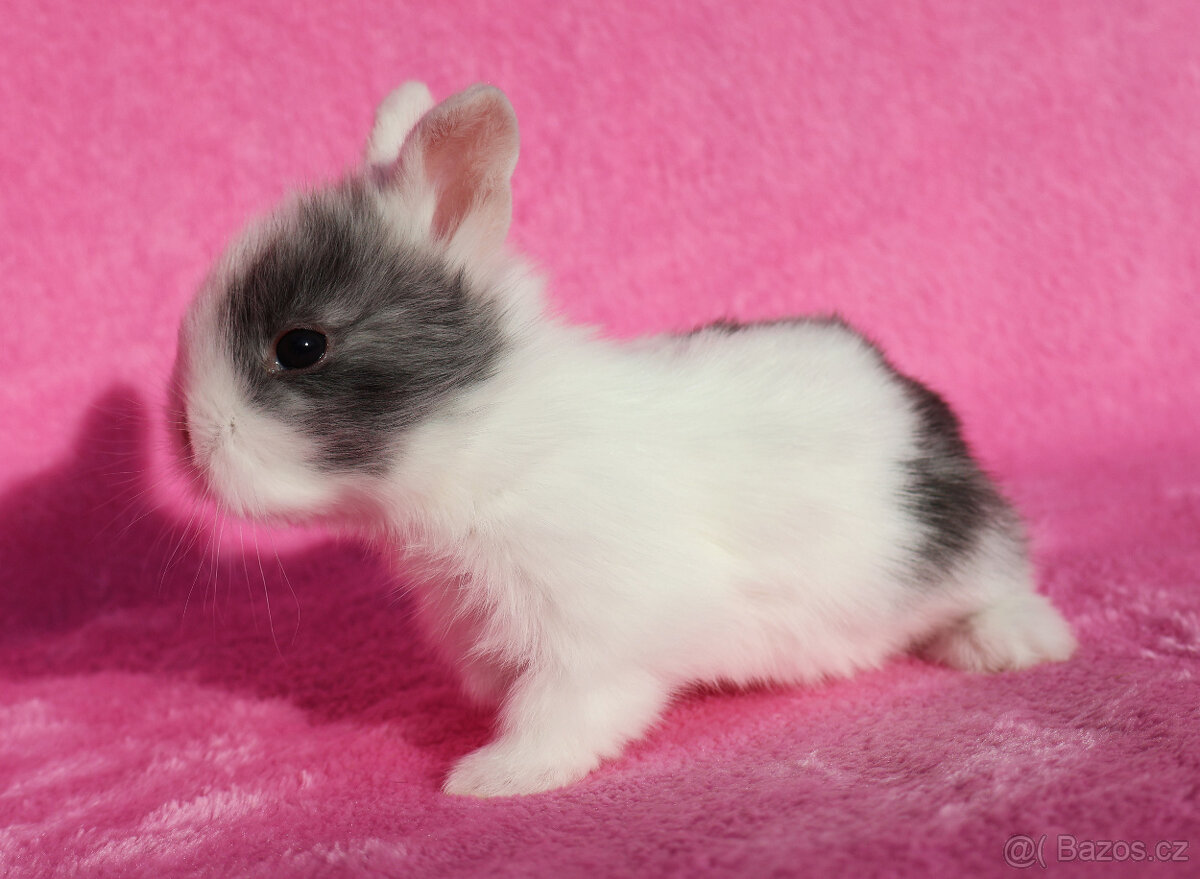 Zakrslý krátkouchý králíček , WO samička - 2