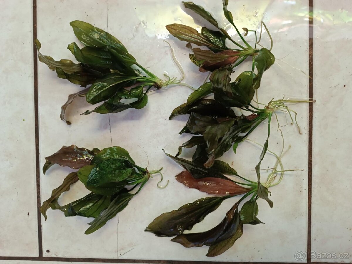 akvarijní rostliny - 2