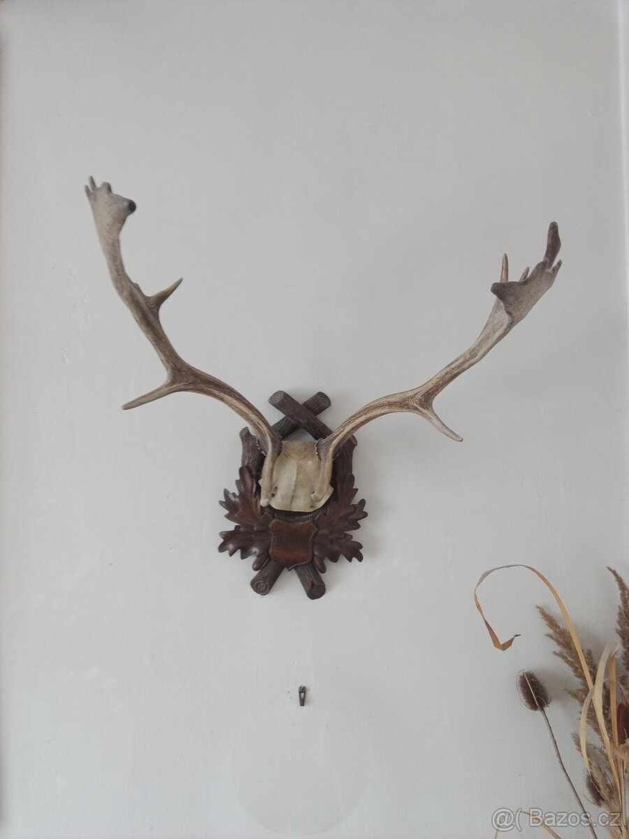 myslivecké trofeje-parohy, parůžky - 2