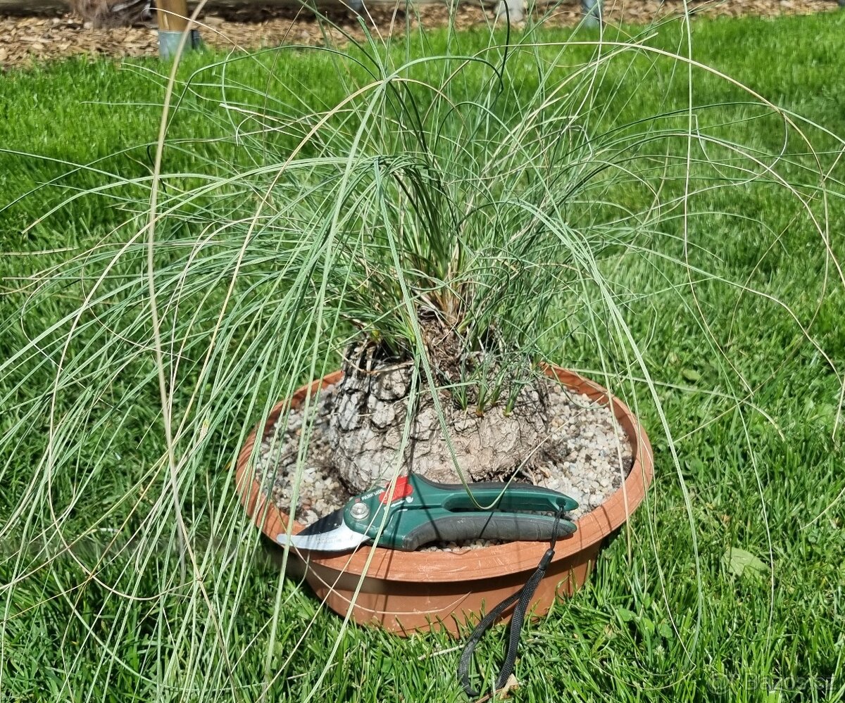 Calibanus hookeri - 2