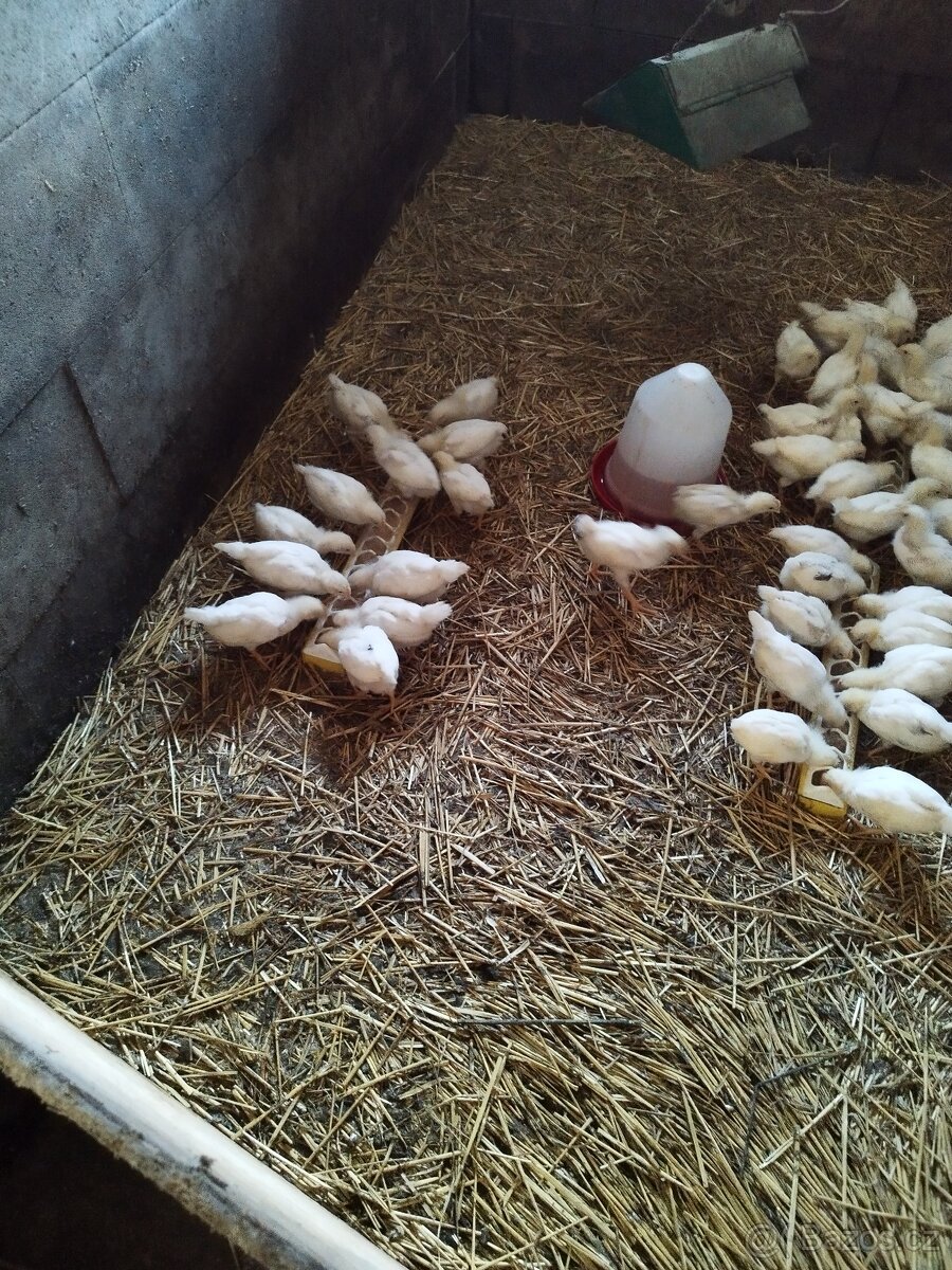 Kuřátka Leghorn - 2