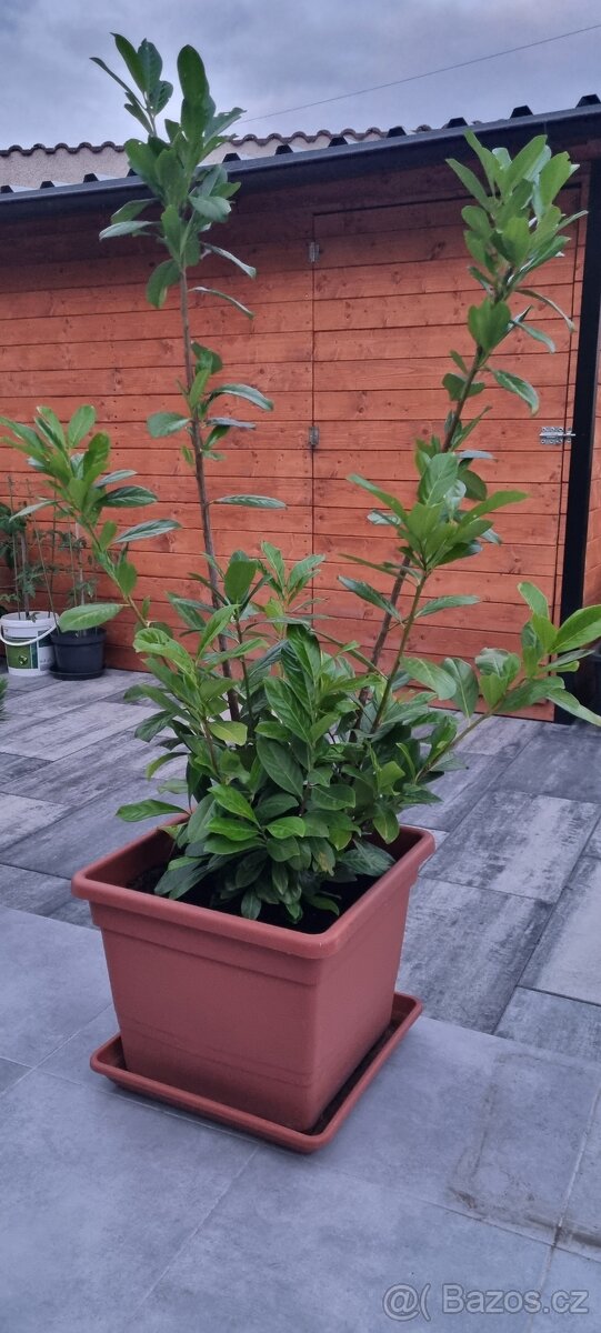 Bobkovišen 180cm + - 2