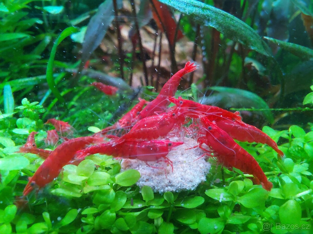 Krevetky Neocaridina Davidi var. Red Cherry - 2