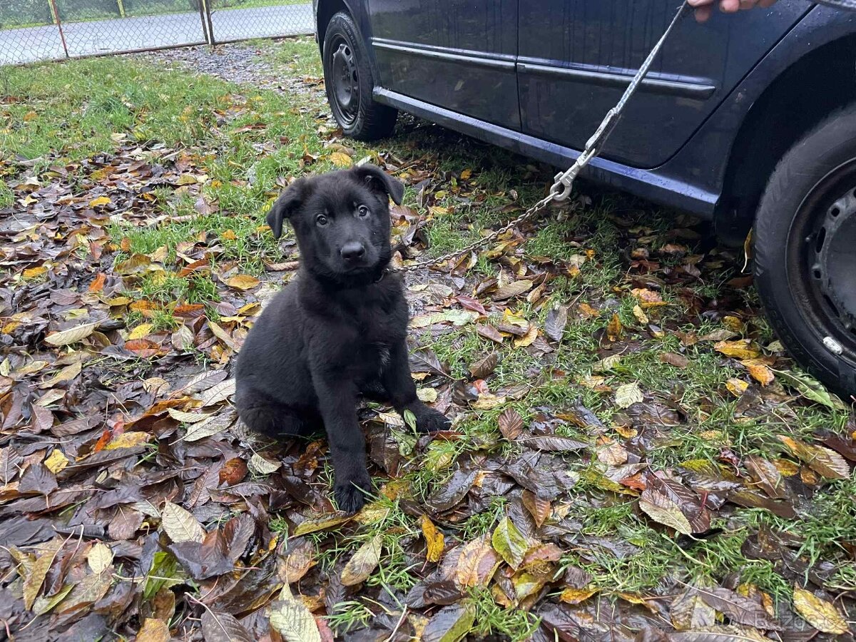 Německý ovčák - štěňata - 2