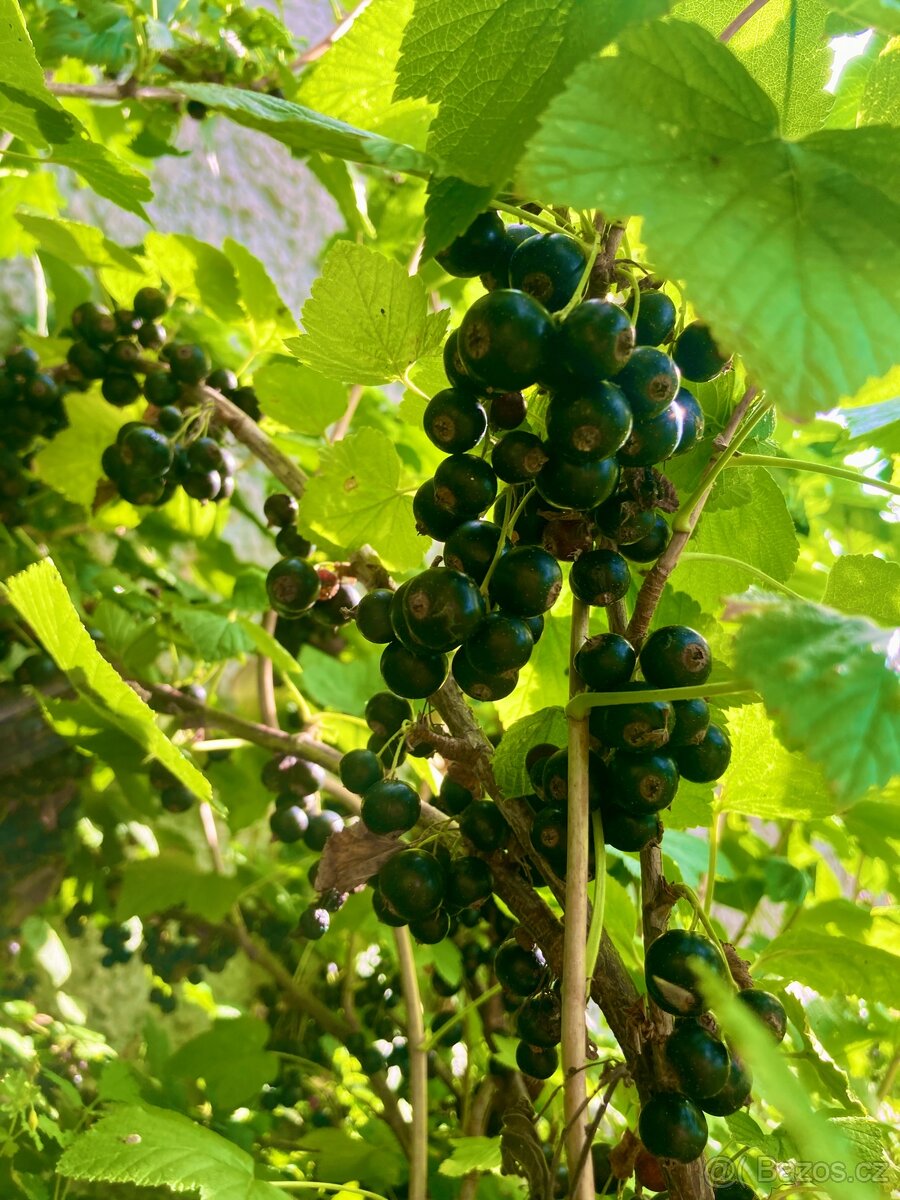 Marmeláda z černého rybízu – 80% ovoce, 20% květového medu - 2