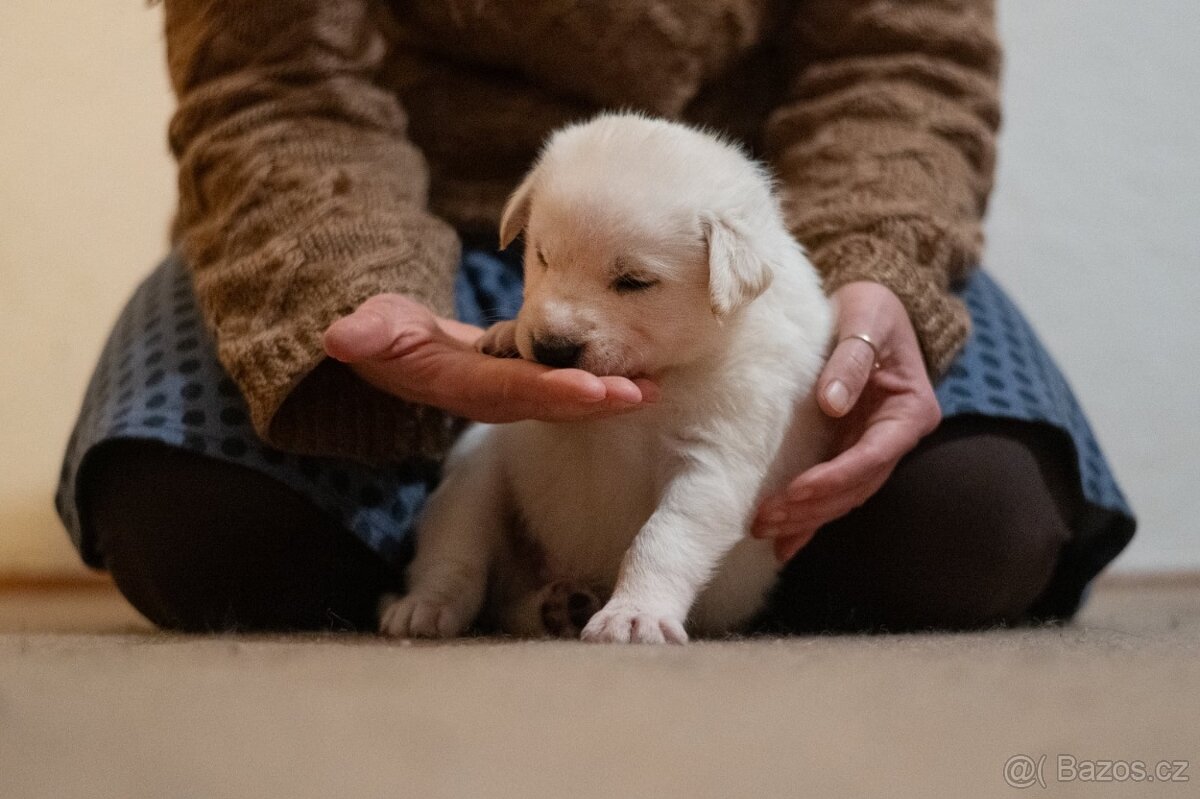 Štěňata kříženci, středně velcí - 2