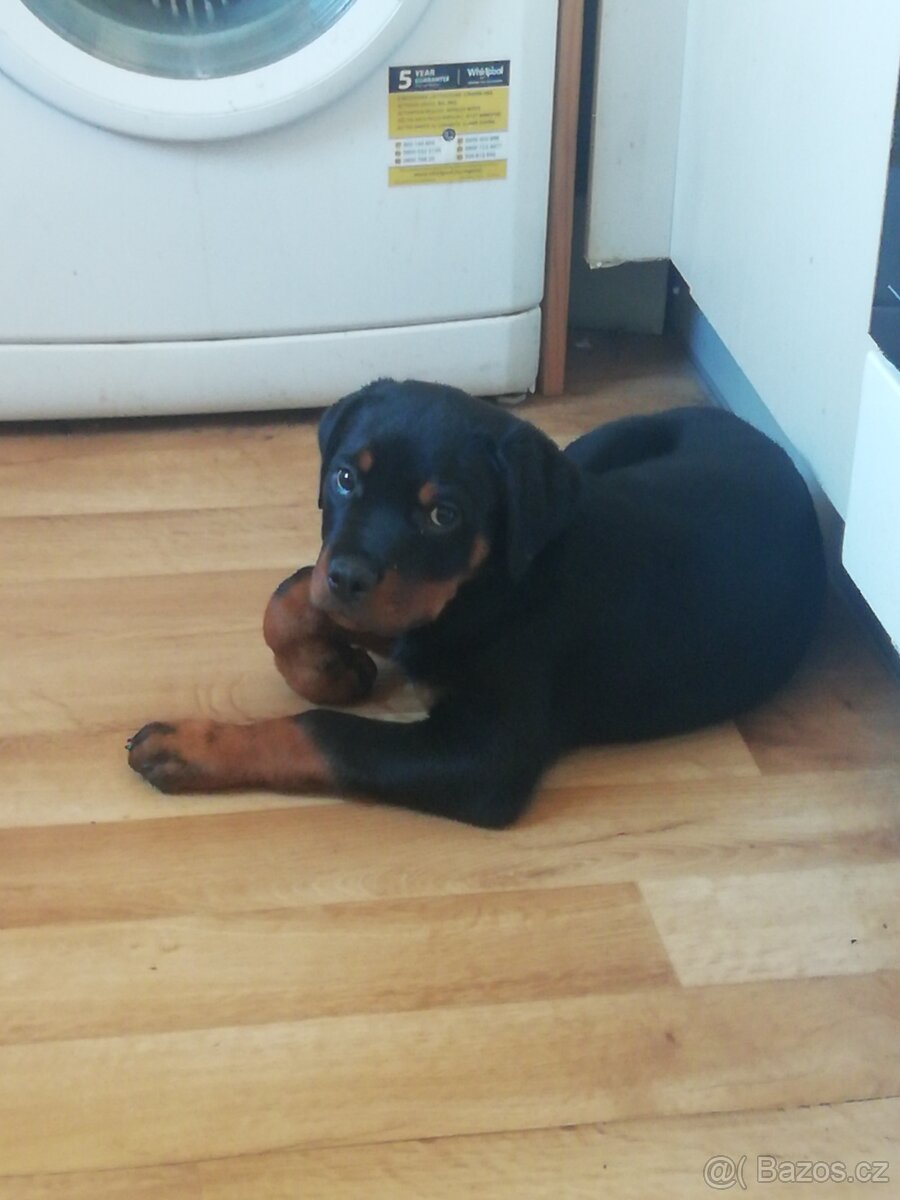 Prodám štěně rotvajlera - 2