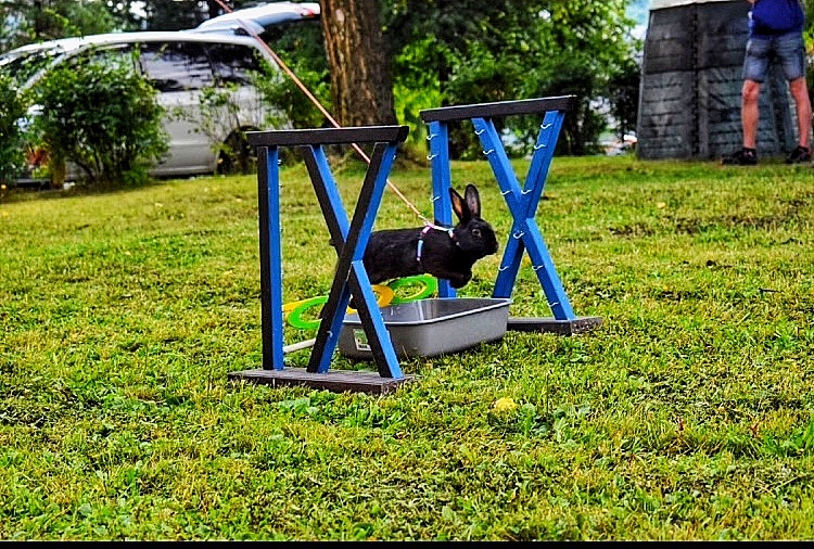 Zakrslý králík s pp -Helena - 2