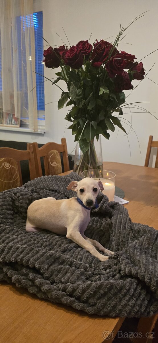 Italsky chrtik s pp - 2