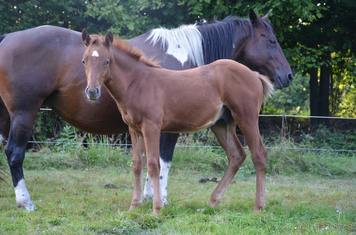 Prodej hřebečka APH - 2