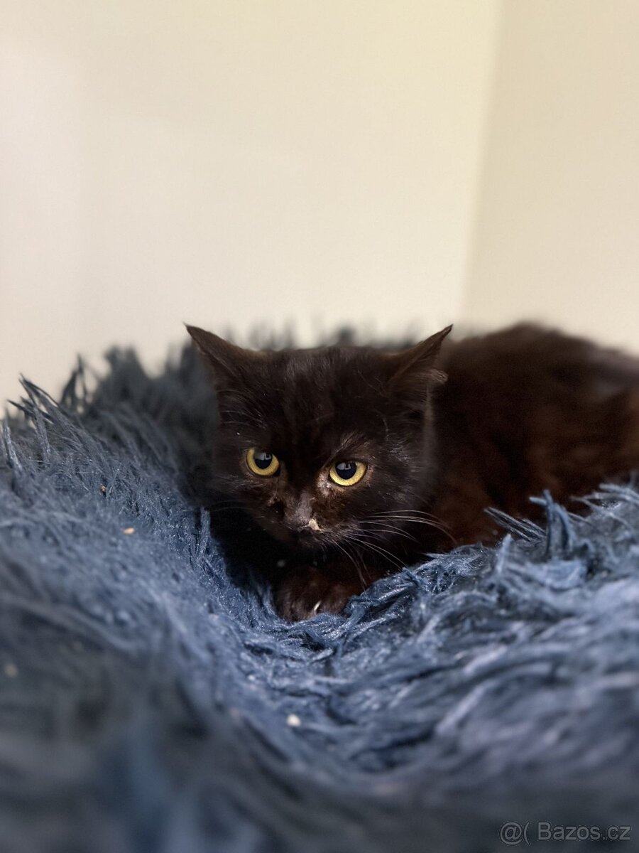 Arra, bázlivé koťátko - 2