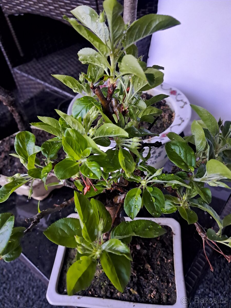Bonsaj bonsai Jabloň - 2