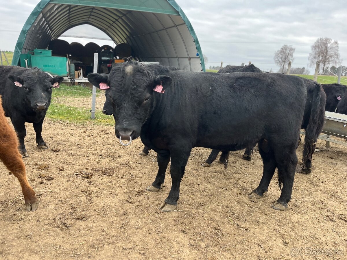 Plemenny býk dexter - 2