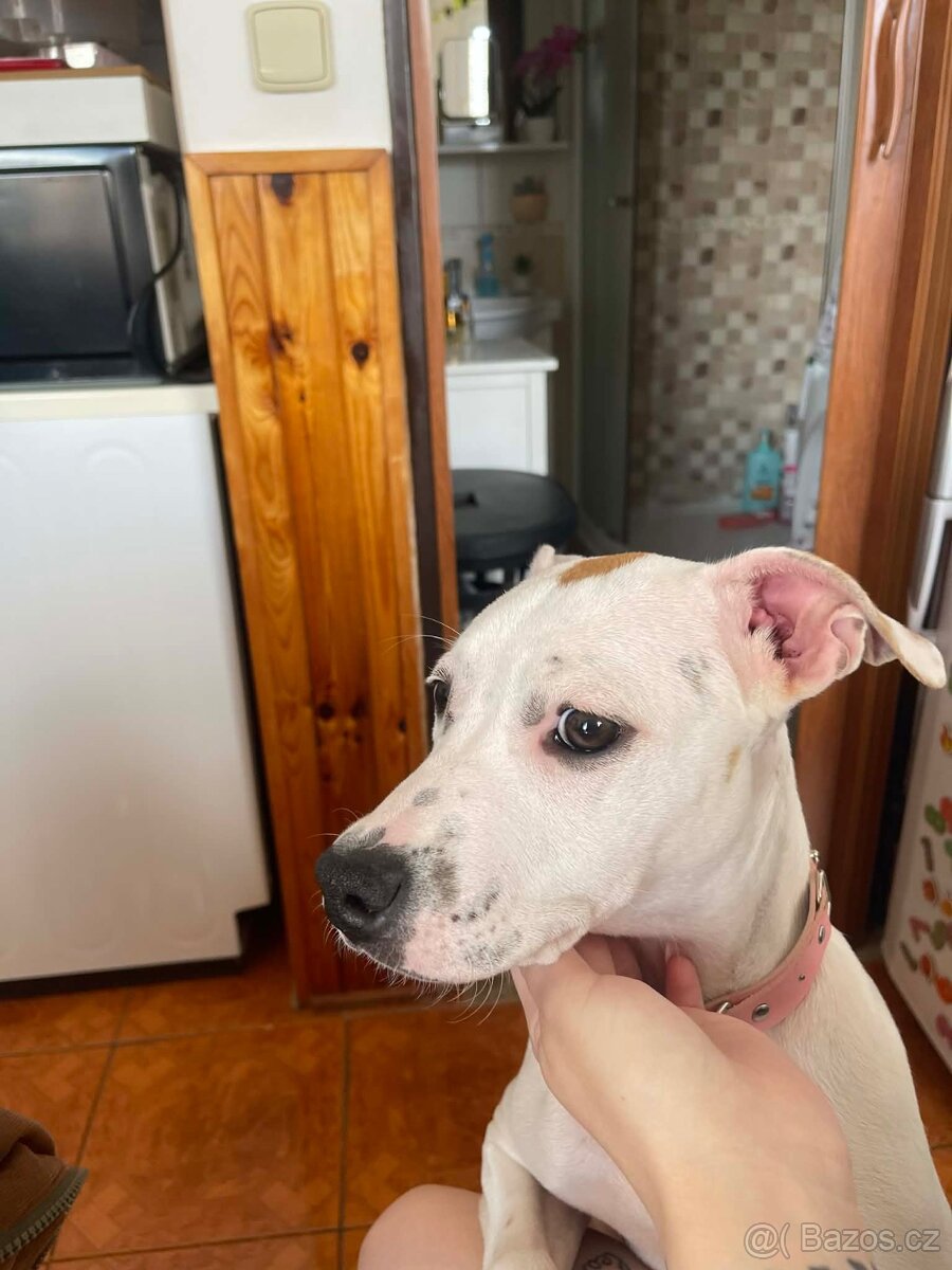 Pitbul štěně - 2