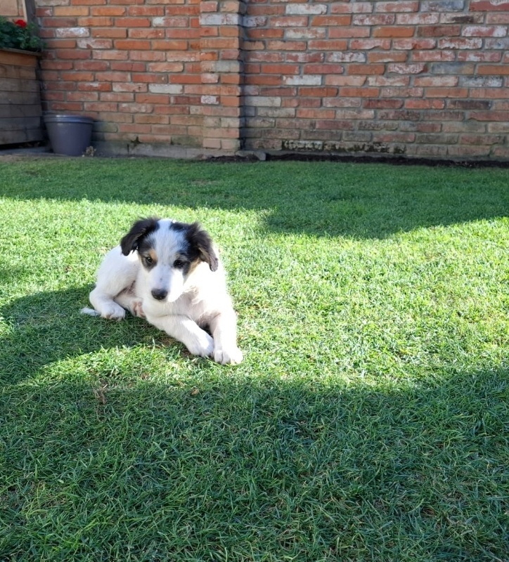 Predám šteniatka - 2