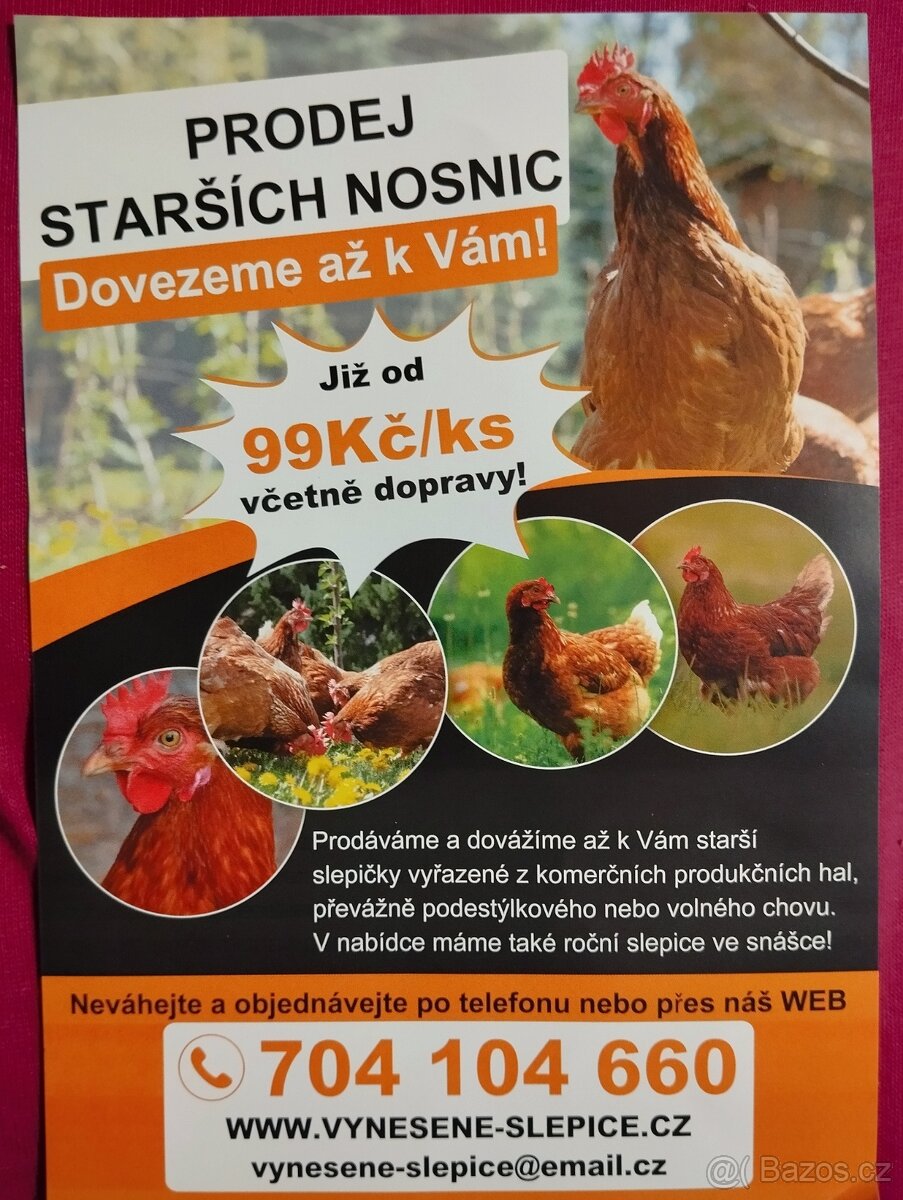 Poslední letošní starší slepičky - 2