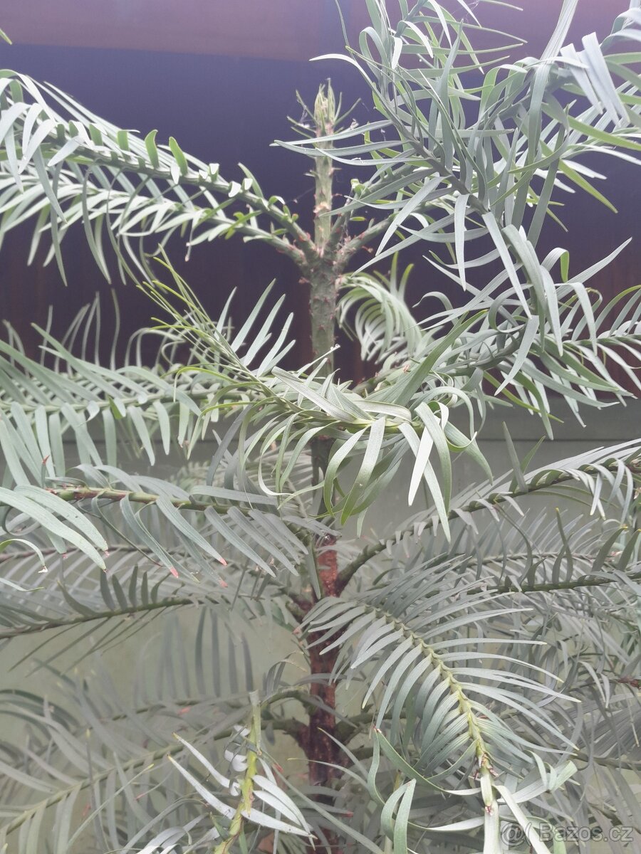 Nabízím unikát - Wollemia nobilis 1.7m - 2