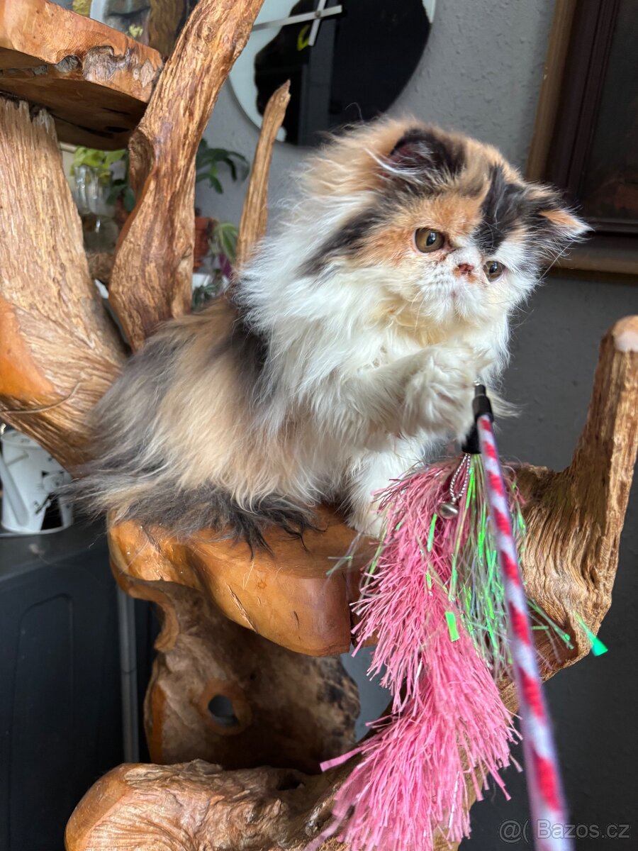 Prodám perské kotě s PP- - 2